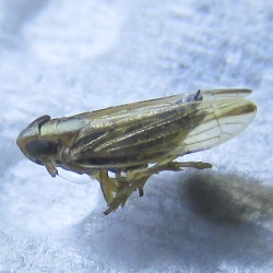 Kelisia praecox